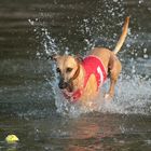 Mein Whippet Duncan sammelt die ersten Erfahrungen im Element Wasser 07