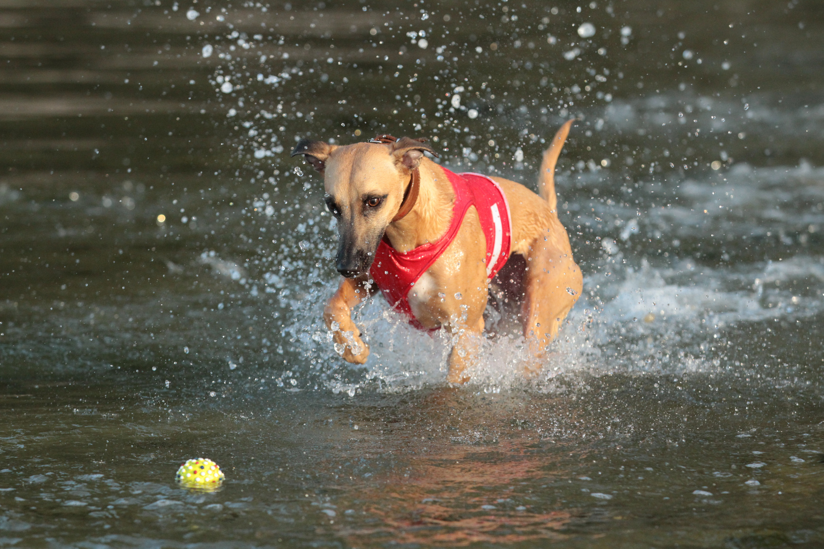 Mein Whippet Duncan sammelt die ersten Erfahrungen im Element Wasser 08