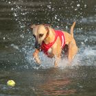 Mein Whippet Duncan sammelt die ersten Erfahrungen im Element Wasser 08