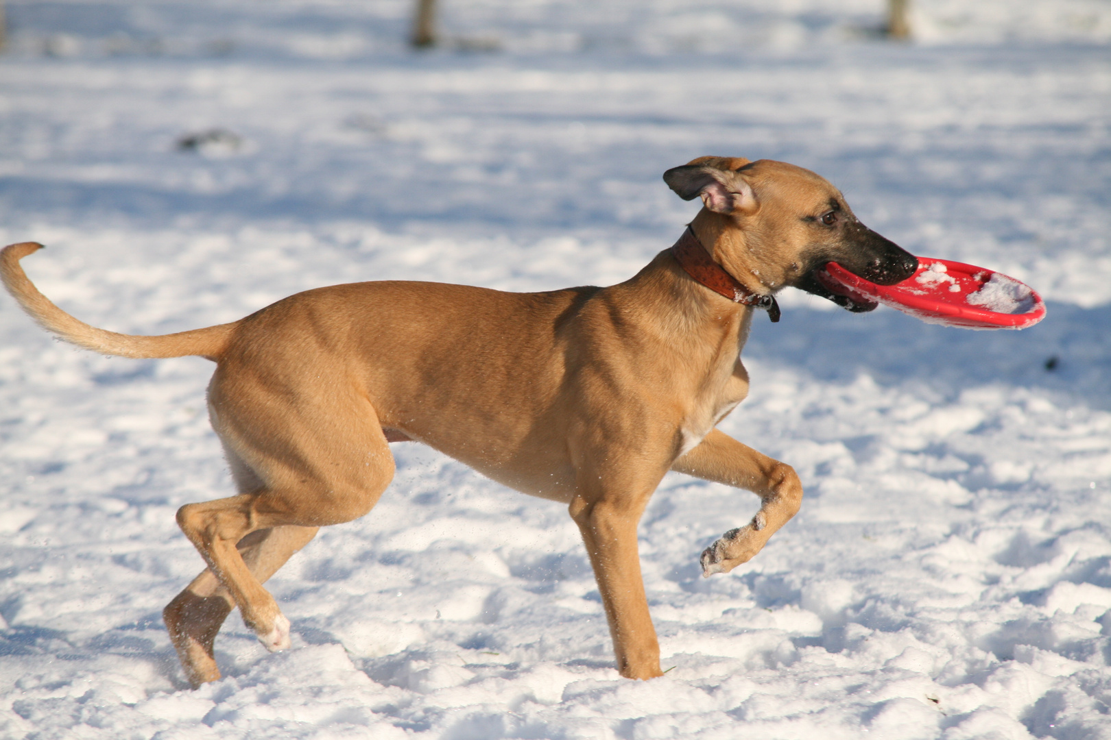 Mein Whippet Duncan/Brownie