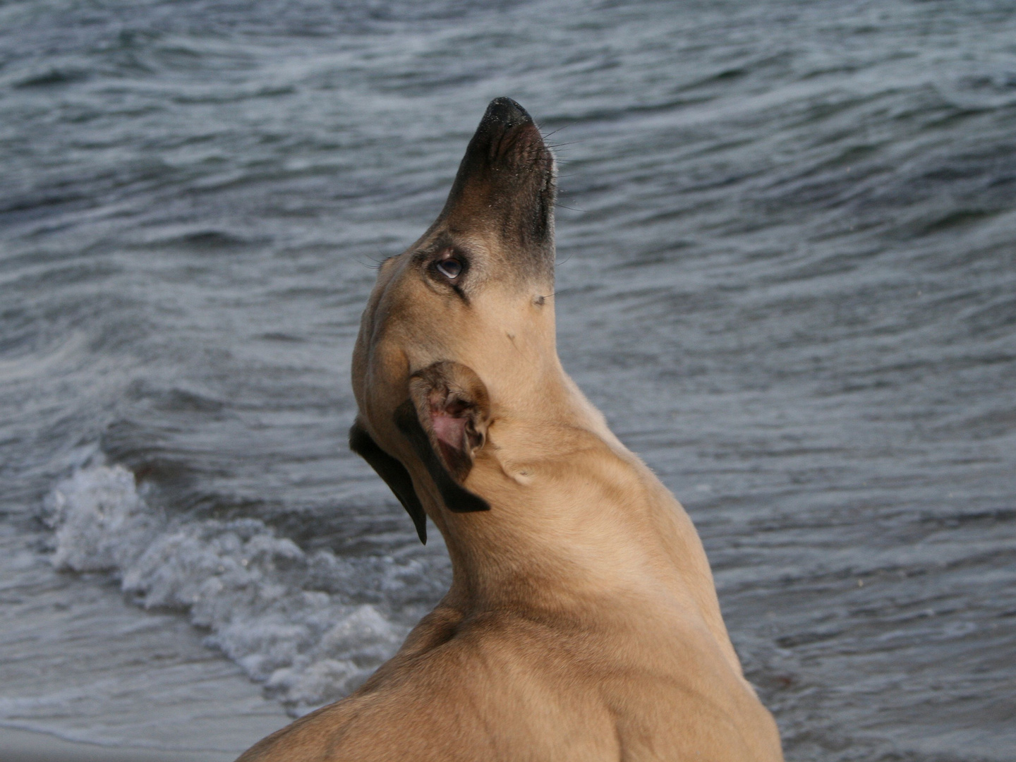Mein Whippet-Seehund Helvetio vor seinem Element