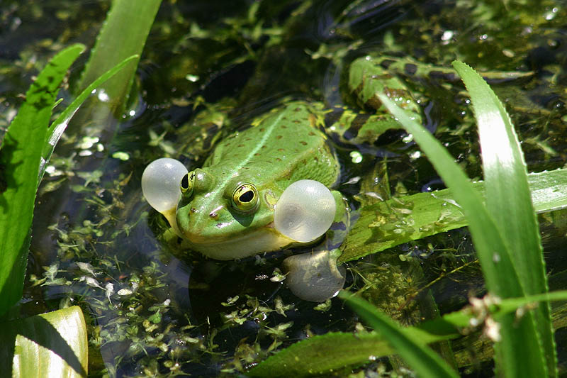 Mein wiederspenstiger Frosch