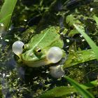 Mein wiederspenstiger Frosch