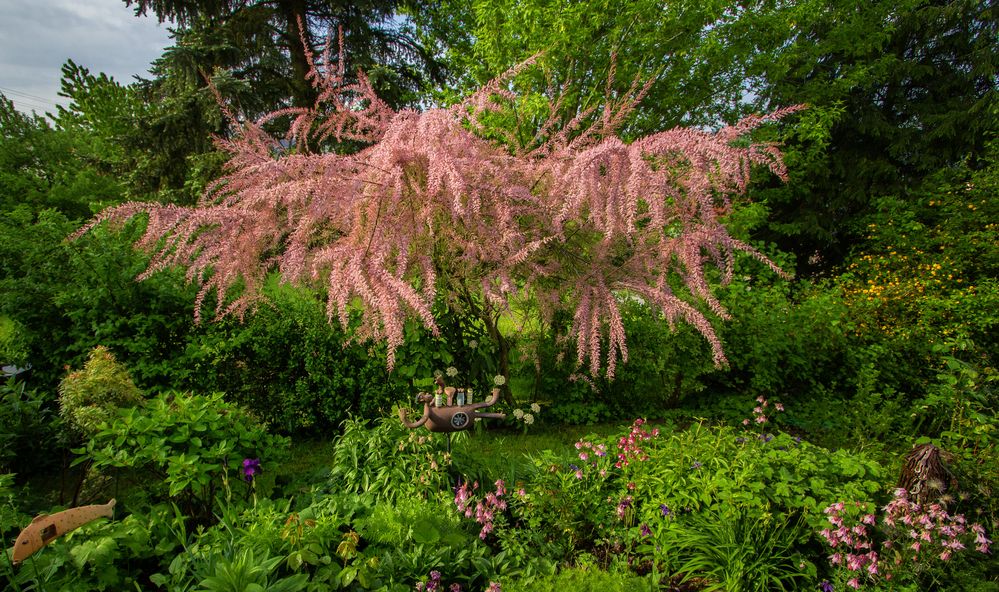 Mein wilder Garten 4 Foto & Bild landschaft, garten