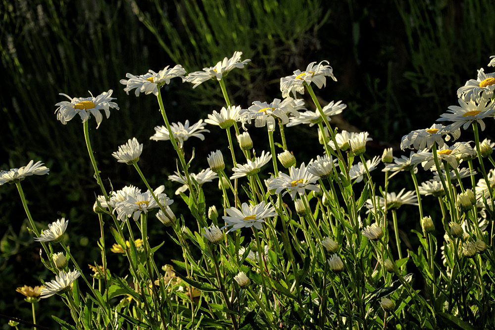 Mein wilder Garten 8 Foto & Bild flora, natur, pflanzen