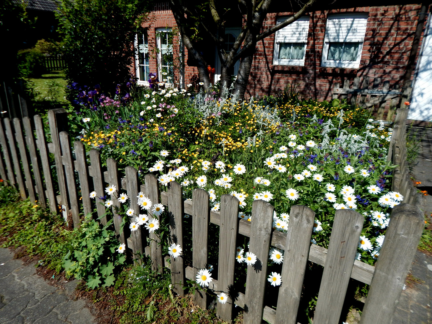Mein wilder Foto & Bild pflanzen, pilze & flechten, blüten