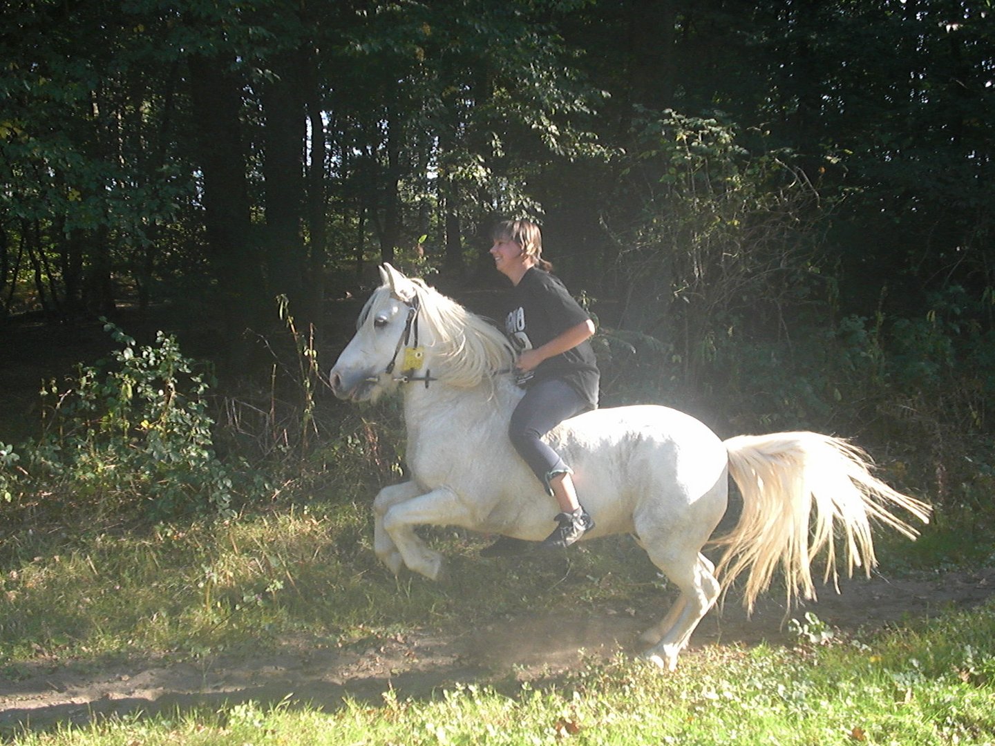 Mein wildes Pony