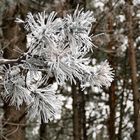 Mein Winter Mittwochsblümchen