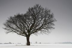 mein Winterbaum