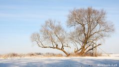 "Mein" Winterbaum