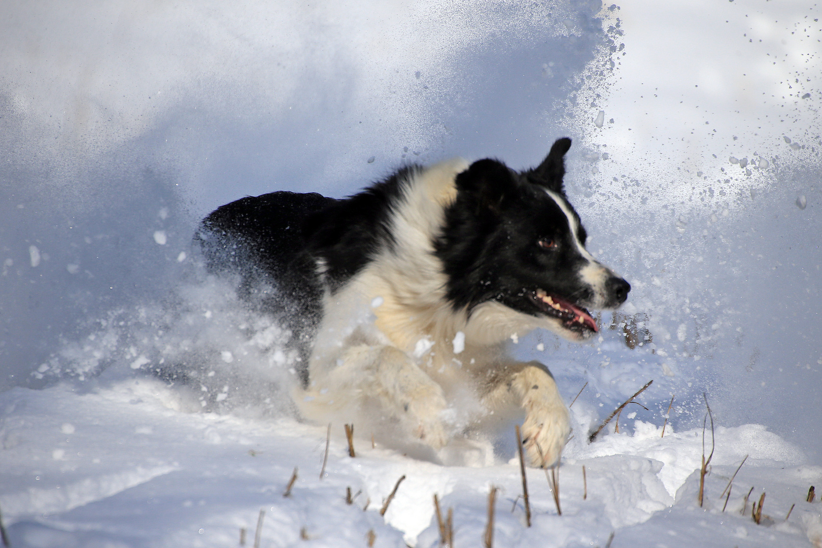 Mein Winterfoto 2012/13