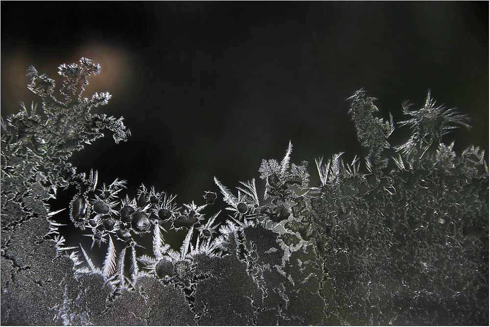 Mein Wintergarten