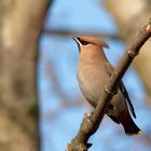 Mein " Winterparadiesvogel" - Seidenschwanz - (Bombycilla garrulus)