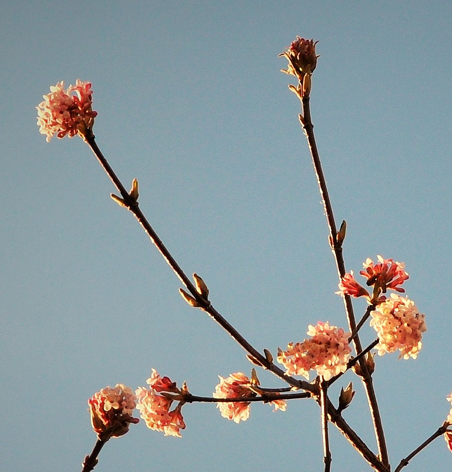 Mein Winterschneeball in voller Blüte