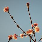 Mein Winterschneeball in voller Blüte