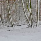 mein Winterwald