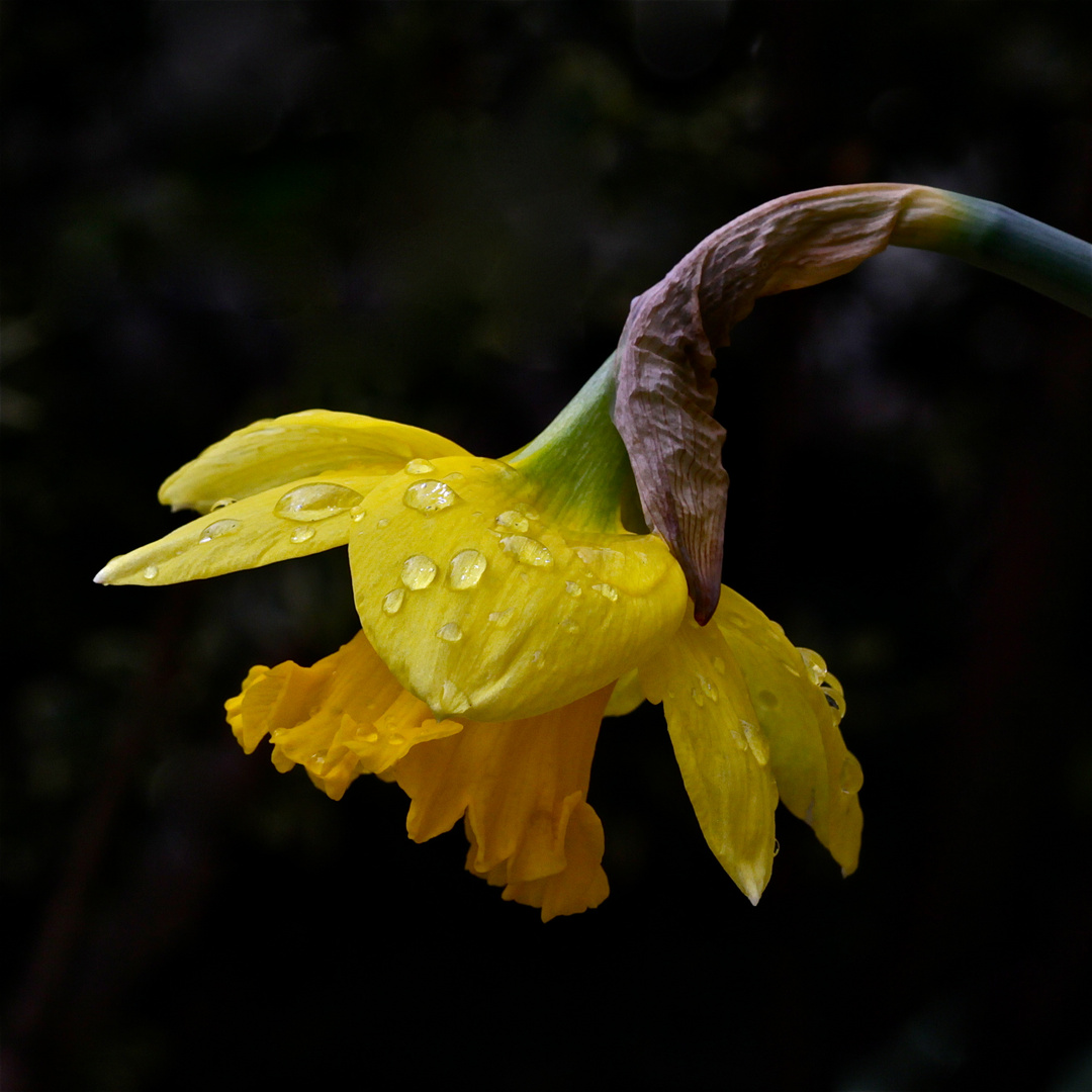 Mein Wochenendblümchen für die fc - leider wieder im Regen . . .