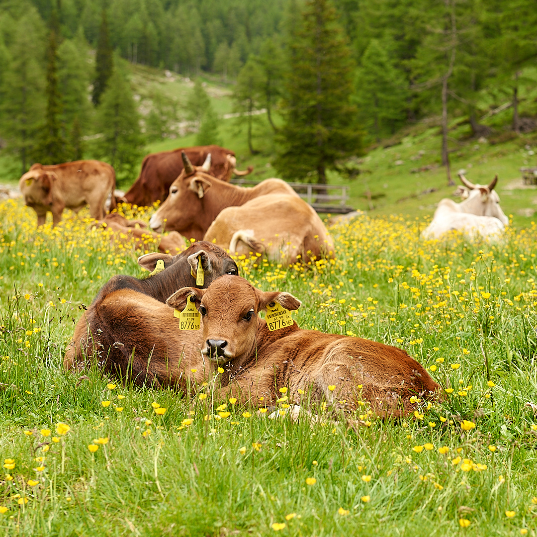 Mein Wochenendgruß ist tierisch, die Mutterkühe mit ihren Jungtieren sind im...