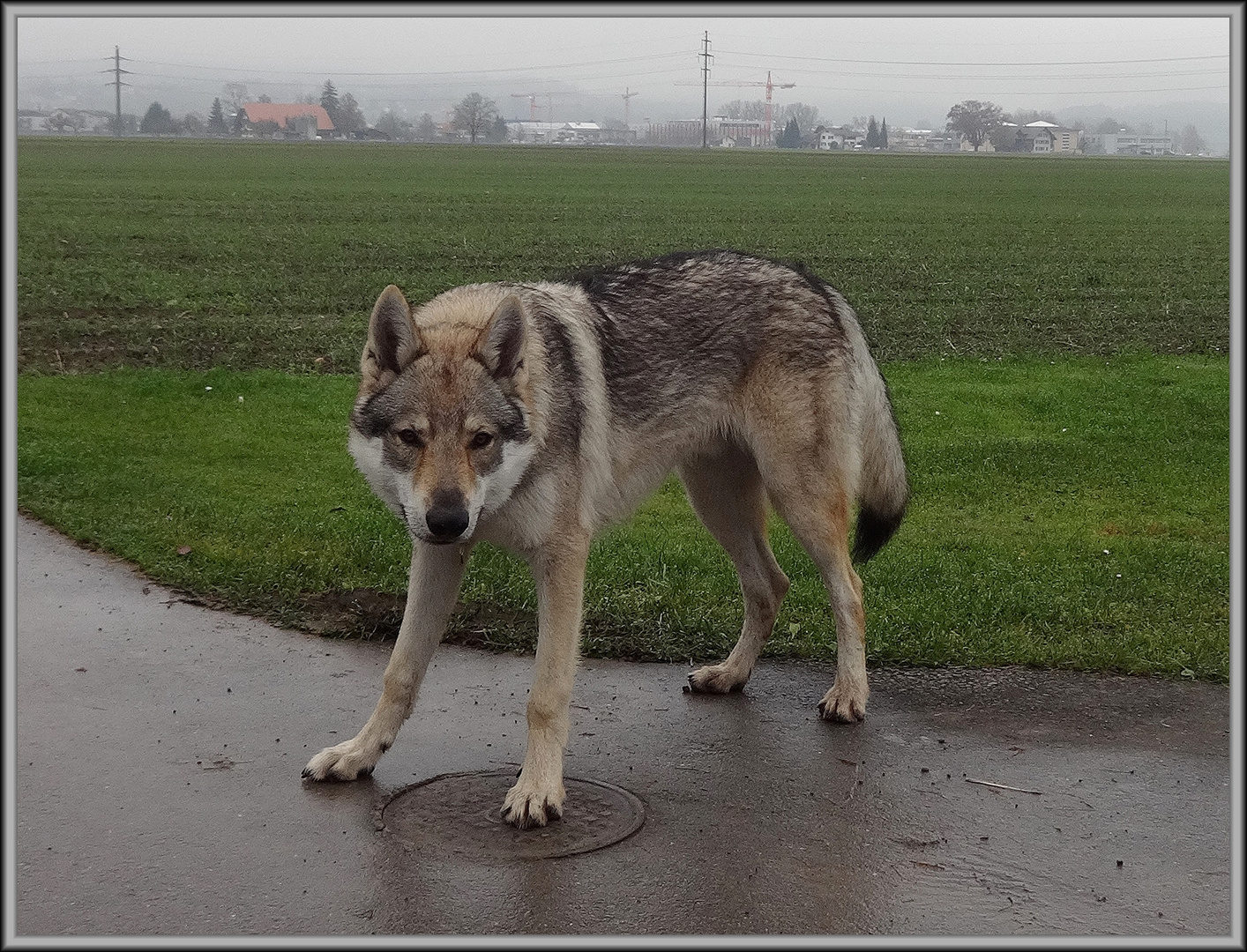 Mein "Wolf" .