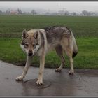 Mein "Wolf" .