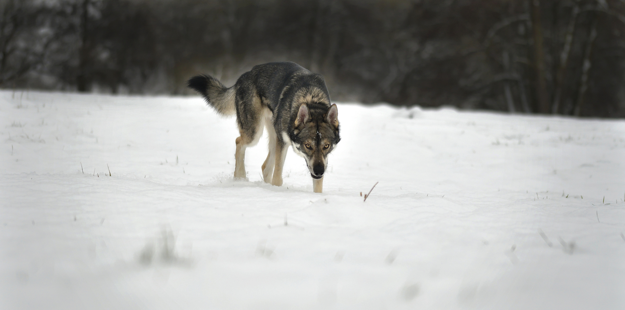 mein Wolfsfreund im Schnee