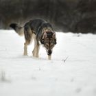 mein Wolfsfreund im Schnee