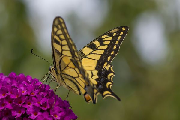 Mein wunderschöner Besucher....
