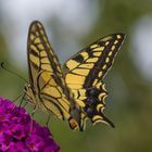 Mein wunderschöner Besucher....