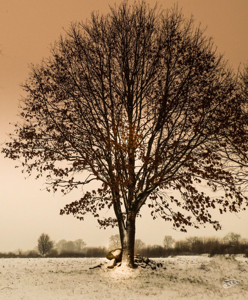 mein Zauberbaum