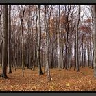 Mein Zauberwald im Herbstkleid