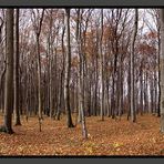 Mein Zauberwald im Herbstkleid