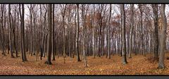 Mein Zauberwald im Herbstkleid