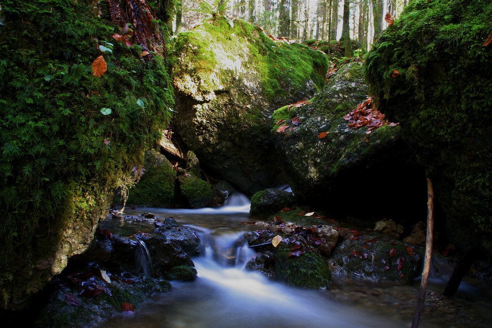 Mein Zauberwald im Lecknertal (Bregenzerwald)