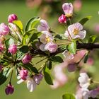 Mein Zierapfel im Frühlingskleid