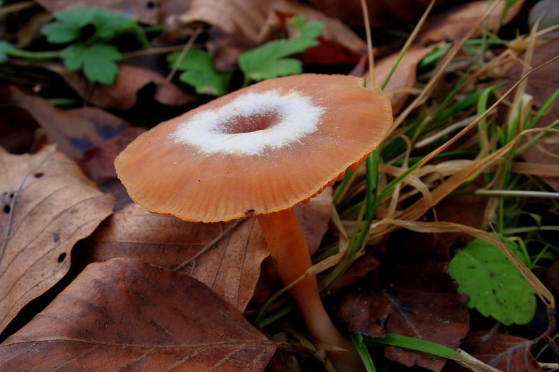 mein "Zucker"-Pilz von der Seite...