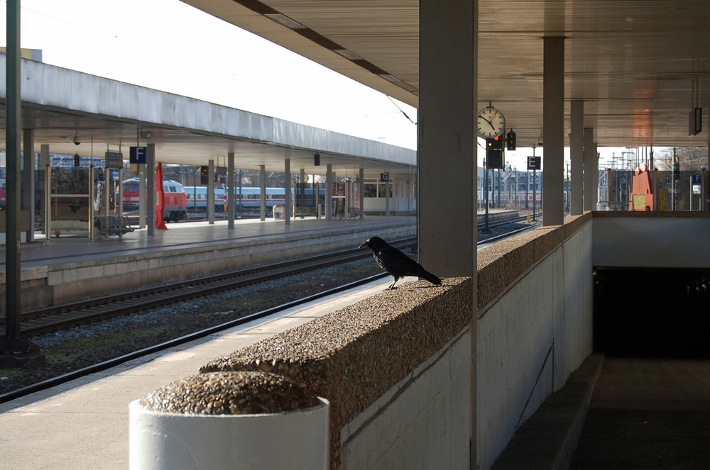 Mein Zug Kommt Um 5 Foto Bild Tiere Wildlife Wild Lebende