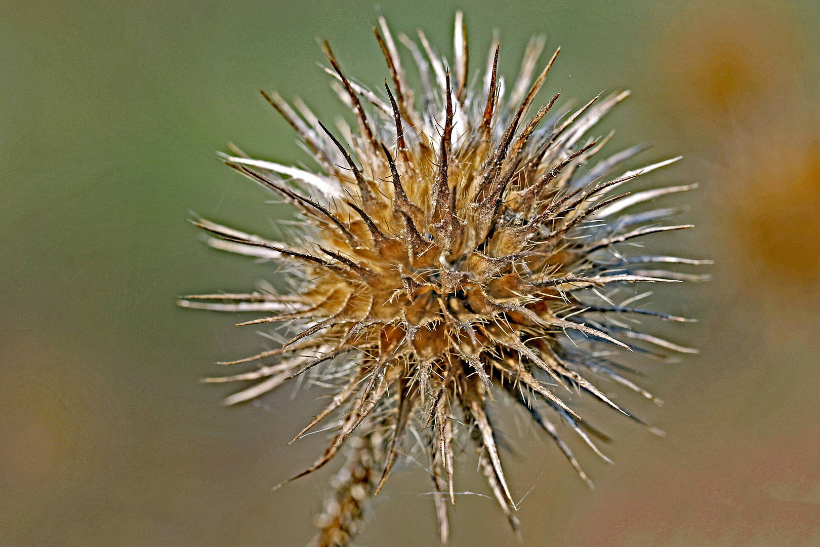 Mein Zustand ist wie diese Kugeldistel