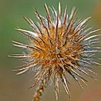 Mein Zustand ist wie diese Kugeldistel