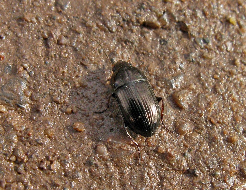 Mein zweiter Käfer in diesem Jahr - ca. 8 mm