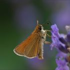 Mein zweiter Schmetterling!