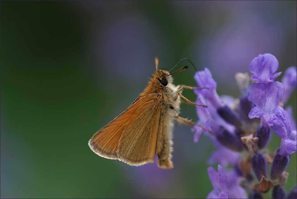 Mein zweiter Schmetterling!