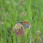 Mein zweiter Schmetterling dieses Jahr