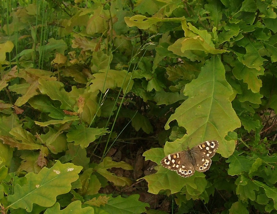 Mein zweiter Schmetterling