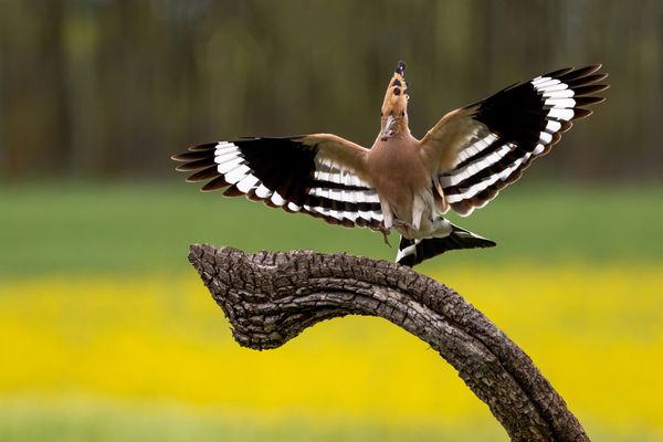 Mein zweiter Wiedehopf..