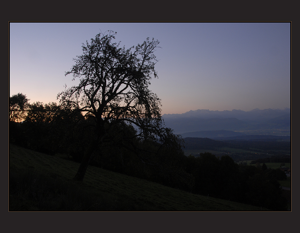 mein zweitletztes Bild vom Baum......