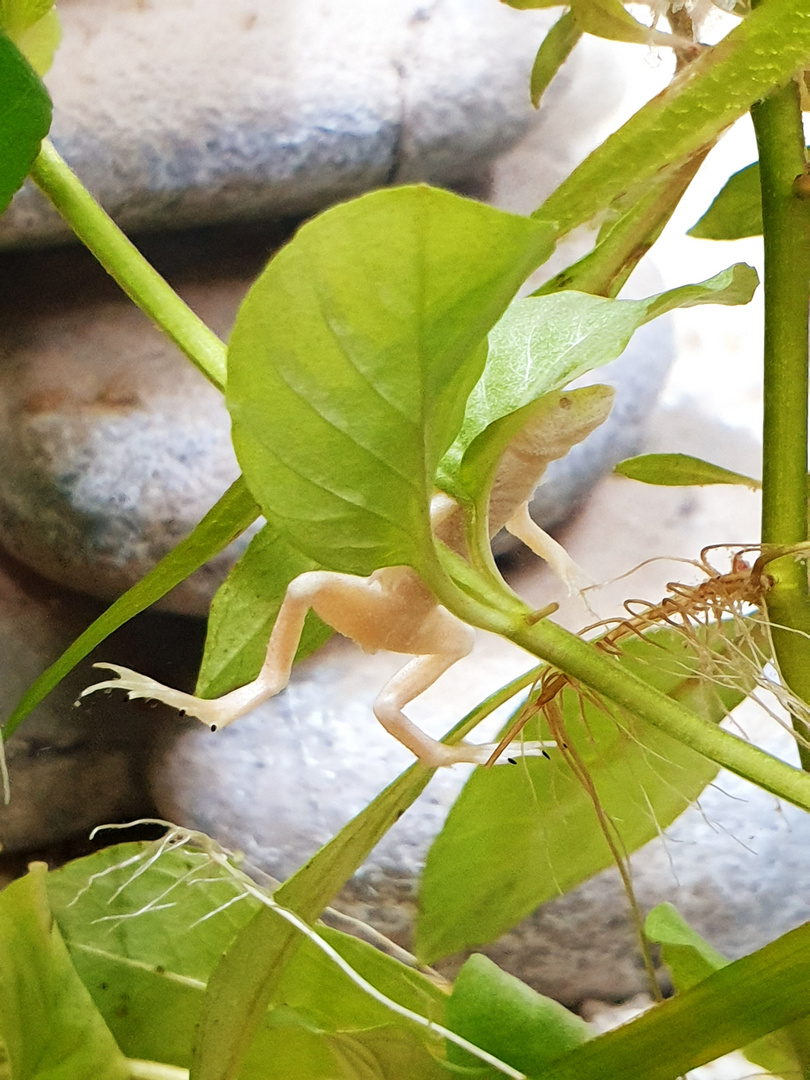 Mein Zwergkrallenfrosch...