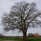 meinBaum-mit bank (;-)