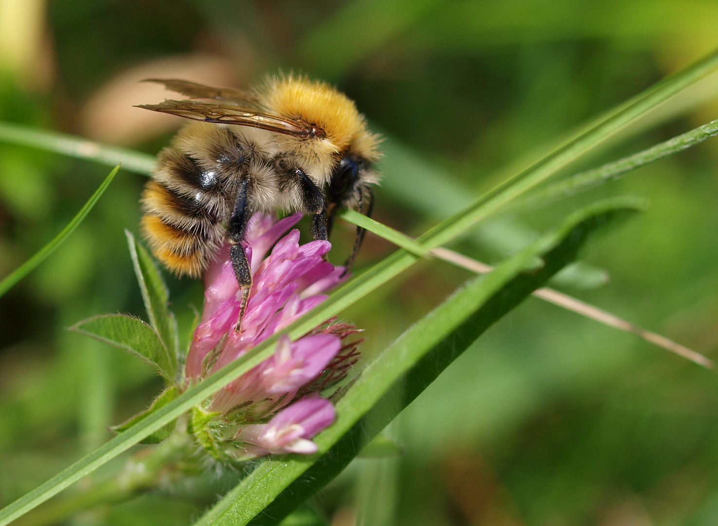 meine 1. Hummel