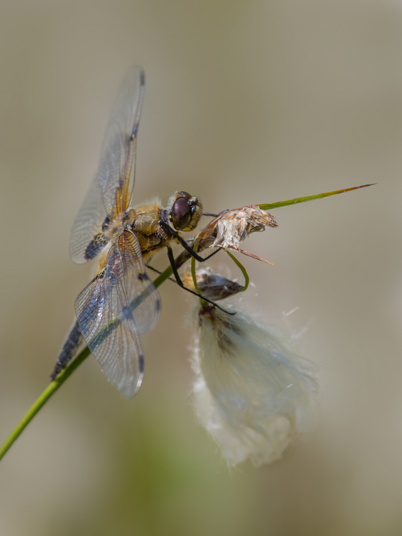 Meine 1. Libelle