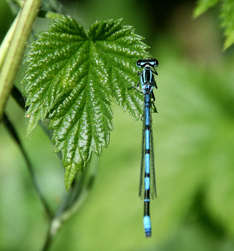 meine 1. Libelle gelandet :-)